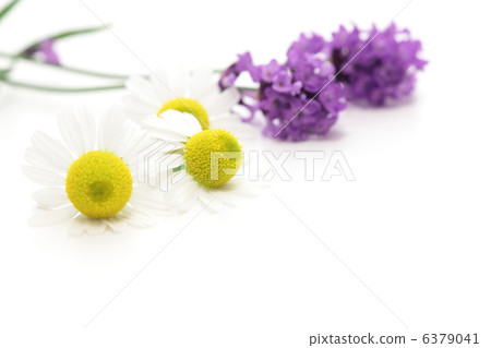 Chamomile and lavender 6379041
