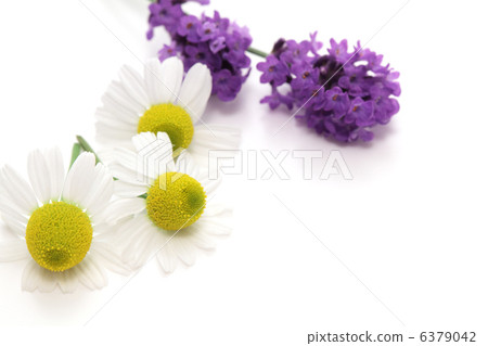 洋甘菊和薰衣草 6379042
