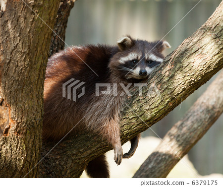 Raccoon Raccoon 6379175
