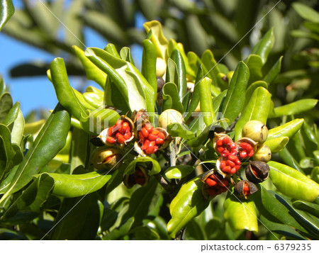 毛巾切開並給種子覆蓋著紅色的臨時種皮 6379235