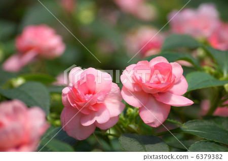 雙花鳳仙花(粉紅色) 雙花鳳仙花(粉紅色) 6379382