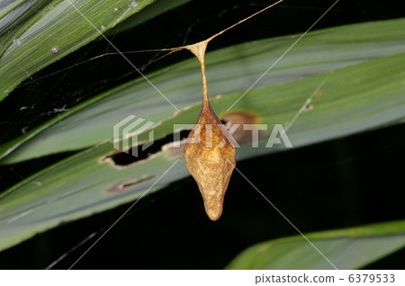 Otorino Fundamasi 6379533