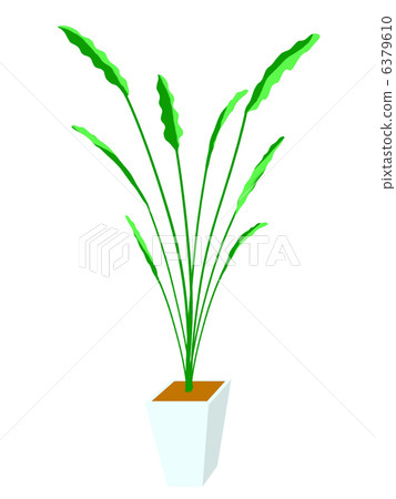 House Plant Strelitza Augusta Green Tropical Potted Plants 6379610