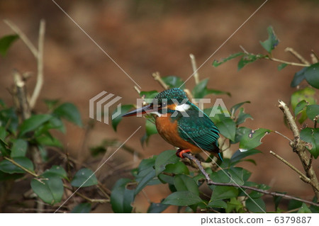 Kingfisher Kingfisher 6379887