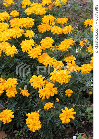 Marigold  6379999