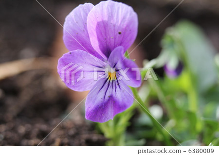 Viola 6380009