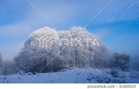 雪構成樹有藍天背景 雪構成樹有藍天背景 6380020