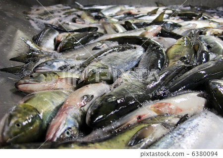 salmon salmon 6380094