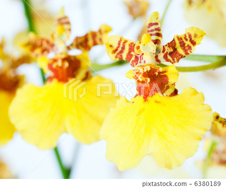 orchid flower 6380189