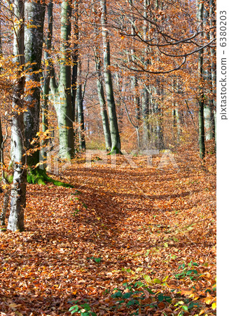 autumn mountain forest 6380203