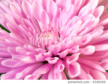 chrysanthemum chrysanthemum 6380308