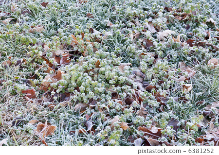 Frozen grass 6381252