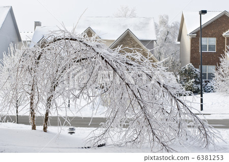 Trees bent over from the weight of the ice Trees bent over from the weight of the ice 6381253