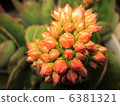 Kalanchoe 6381321