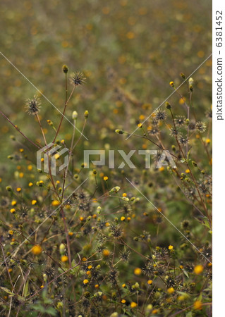 美國蘇珊 6381452