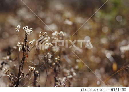 秋天的原野 6381460