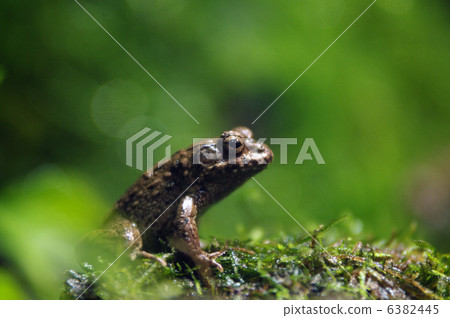 Bamboo shoots Bamboo shoots 6382445