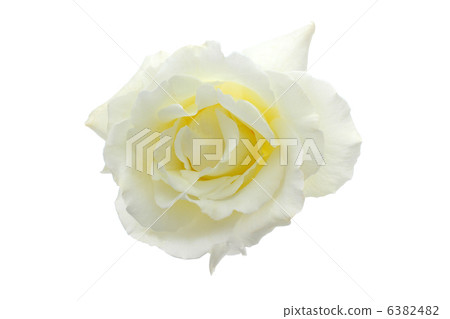 Rose and Southern Princess 6382482