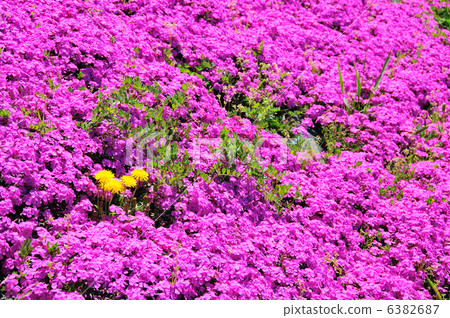 Shiba cherry tree and dandelion 6382687