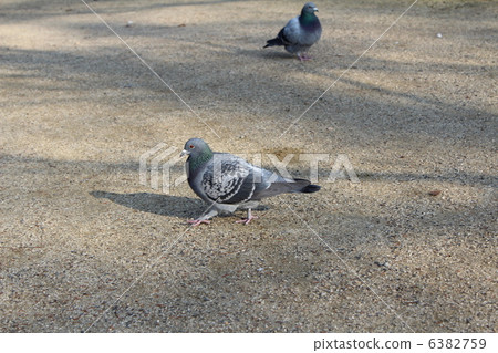 pigeon pigeon 6382759