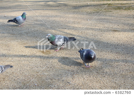  鴿子 6382760