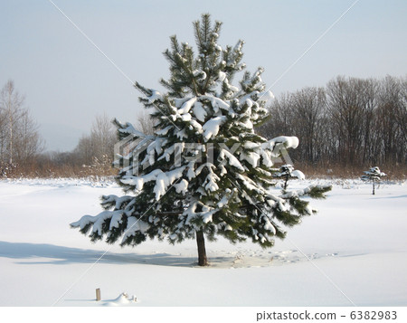 nature. pathway in the forest with sunlight 6382983
