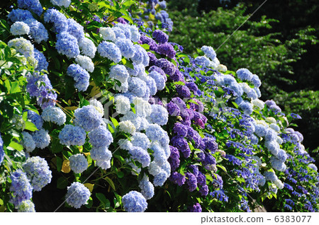 Mt. Kamado-san hydrangea garden Mt. Kamado-san hydrangea garden 6383077