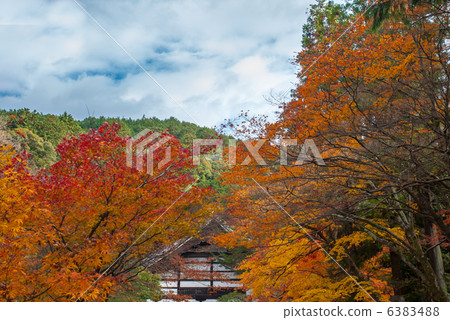 南禪寺秋葉 南禪寺秋葉 6383488