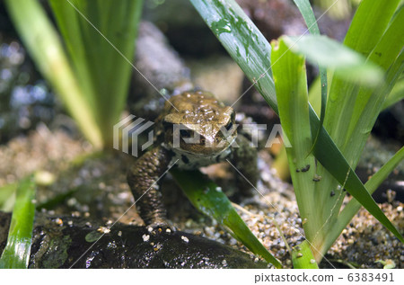 Azuma toad 6383491