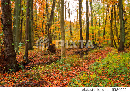 wooden river in autumn forest 6384011