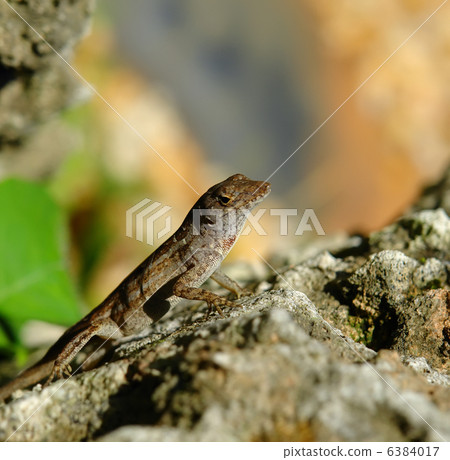 Lizard on stone Lizard on stone 6384017