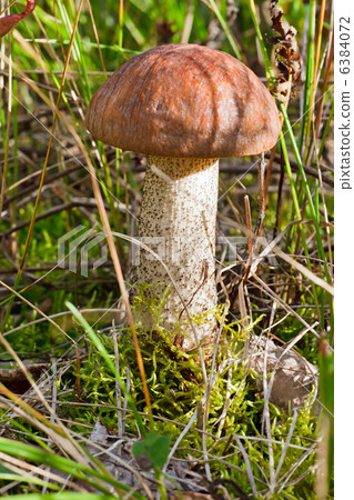 Birch bolete Birch bolete 6384072