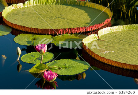 waterlily 6384260