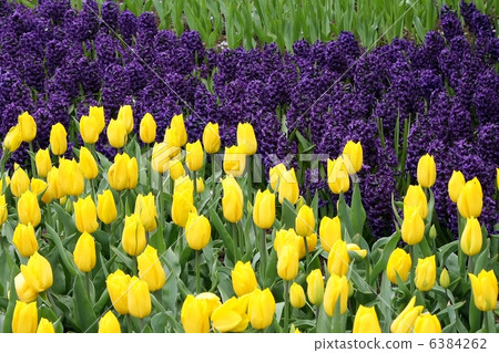 Flower bed in Keukenhof gardens 6384262