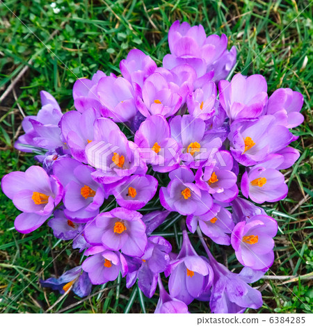 crocus flowers 6384285