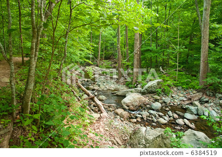 Wooden river in Shenandoah national park Wooden river in Shenandoah national park 6384519