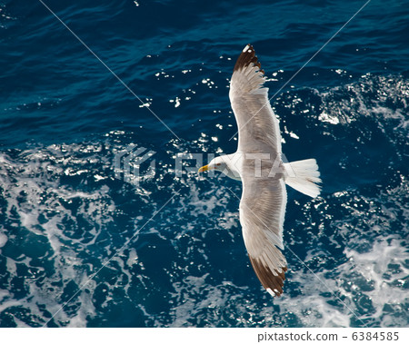 Flying seagull 6384585