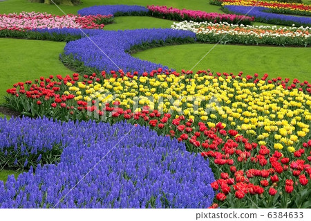 Flower bed in Keukenhof gardens 6384633