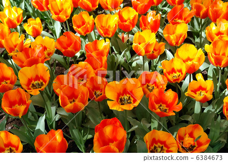 Natural backgrounds: tulips Natural backgrounds: tulips 6384673