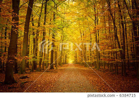 Pathway in the autumn forest Pathway in the autumn forest 6384715
