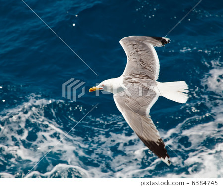 Flying seagull 6384745