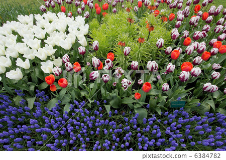 Flower bed in Keukenhof gardens Flower bed in Keukenhof gardens 6384782
