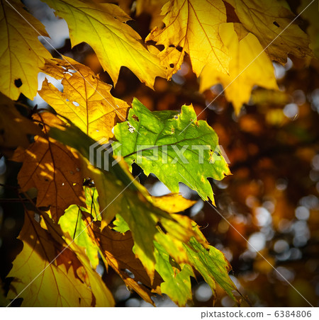 autumn leaves 6384806