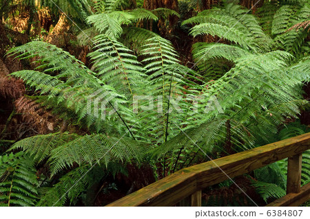 Rain forest, Australia 6384807