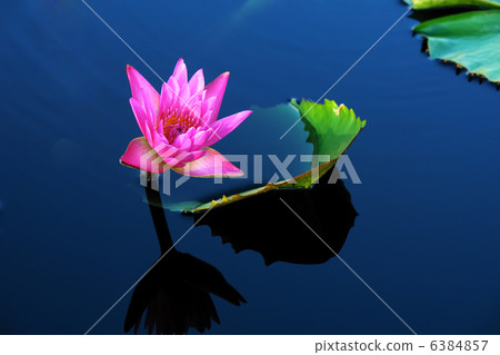waterlily waterlily 6384857