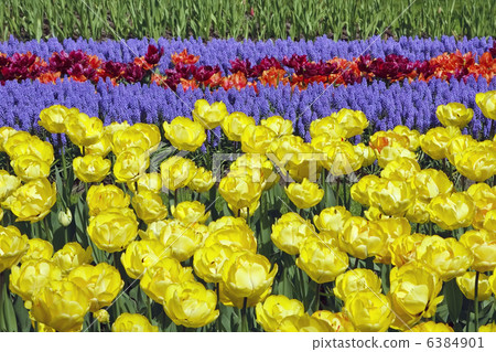 Flower bed in Keukenhof gardens Flower bed in Keukenhof gardens 6384901
