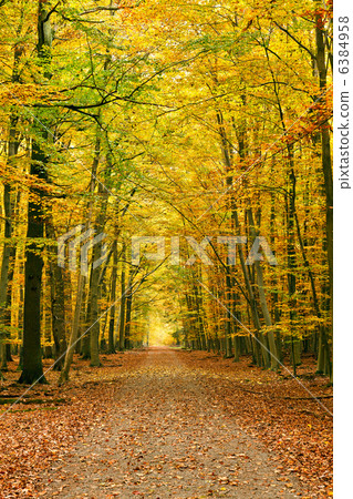 Pathway in the autumn forest 6384958