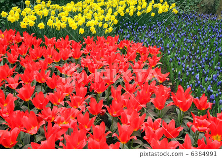 Flower bed in Keukenhof gardens Flower bed in Keukenhof gardens 6384991