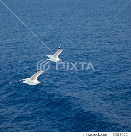 Flying seagull 6385021