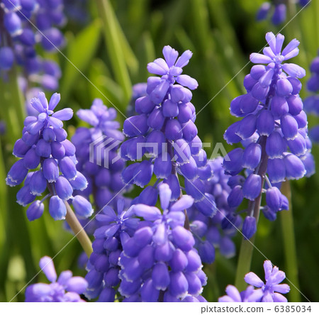 Natural backgrounds: Bluebells Natural backgrounds: Bluebells 6385034